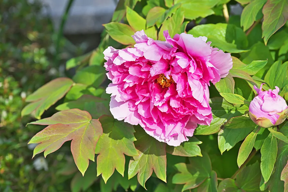 おはぎ ぼたもち