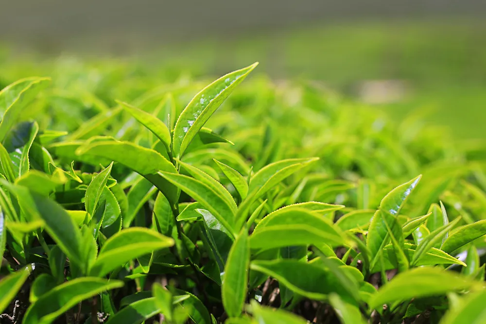 玉露の茶葉のイメージ画像